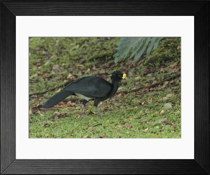 Framed Print : Picture No. 11807432 Framed Print : Picture No. 11807432
