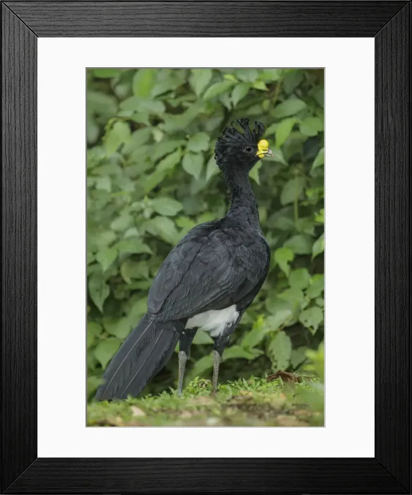 Framed Print : Picture No. 11807433 Framed Print : Picture No. 11807433