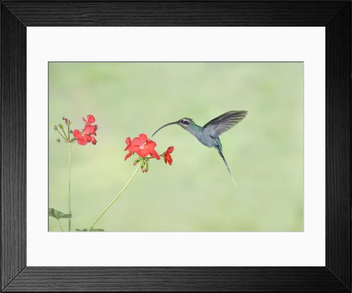 Framed Print : Picture No. 11807435 Framed Print : Picture No. 11807435