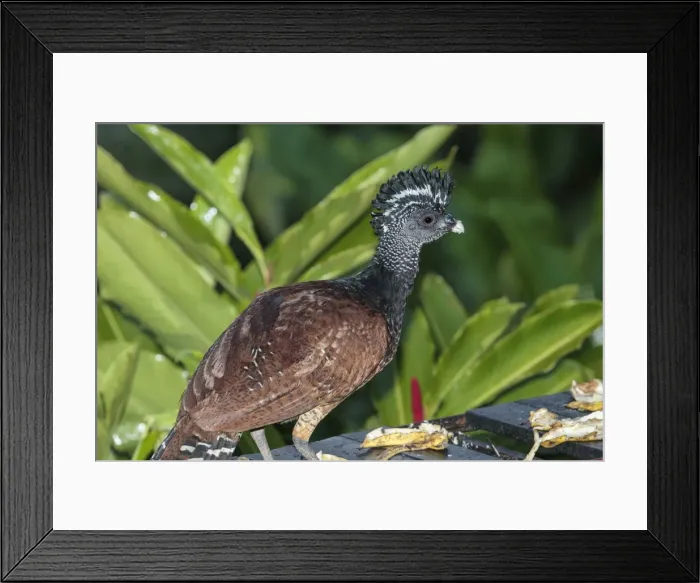 Framed Print : Picture No. 11807434 Framed Print : Picture No. 11807434