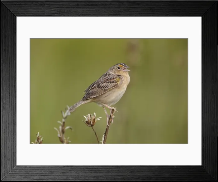 Framed Print : Picture No. 11807436 Framed Print : Picture No. 11807436