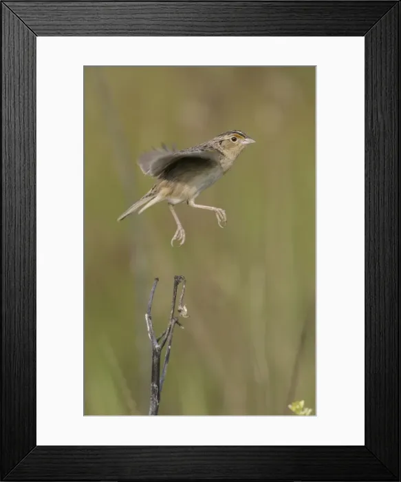 Framed Print : Picture No. 11807437