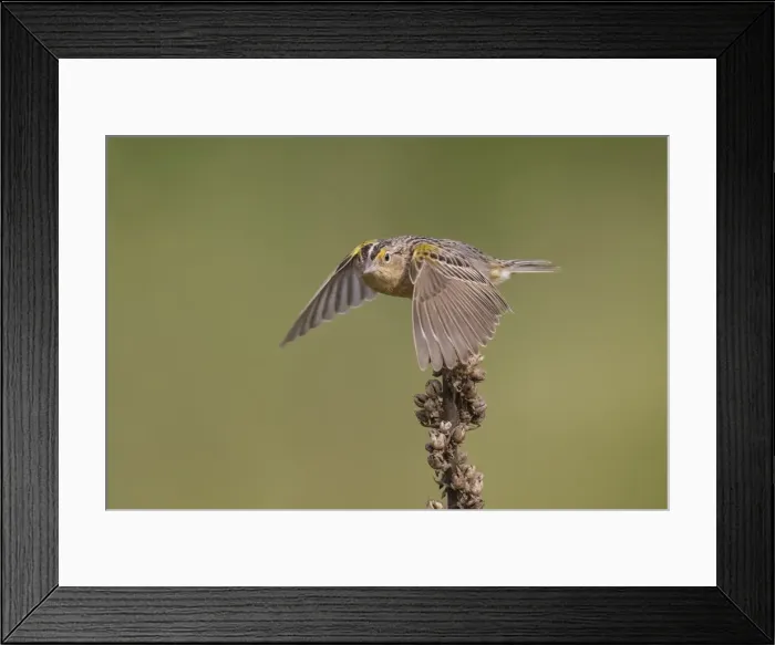 Framed Print : Picture No. 11807438 Framed Print : Picture No. 11807438