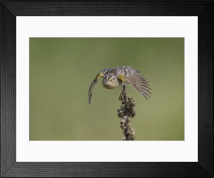 Framed Print : Picture No. 11807439 Framed Print : Picture No. 11807439
