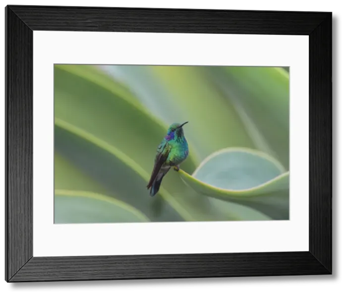 Framed Print : Picture No. 11807440 Framed Print : Picture No. 11807440