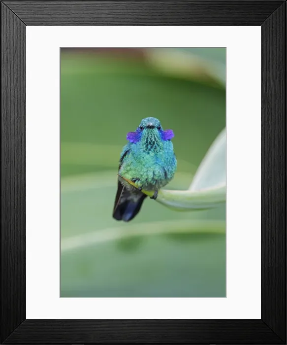 Framed Print : Picture No. 11807441 Framed Print : Picture No. 11807441