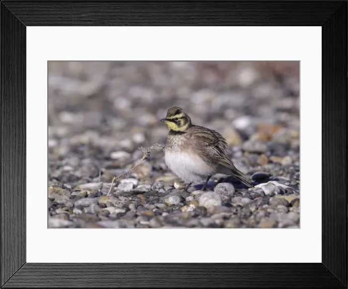 Framed Print : Picture No. 11807442 Framed Print : Picture No. 11807442