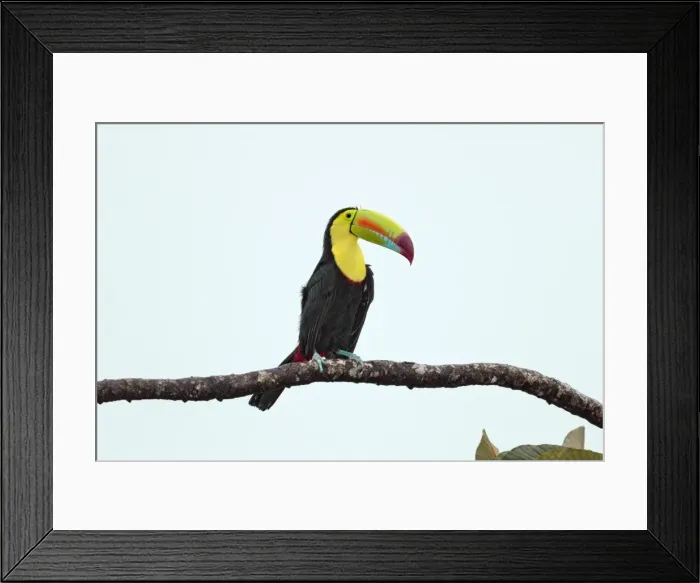 Framed Print : Picture No. 11807443 Framed Print : Picture No. 11807443