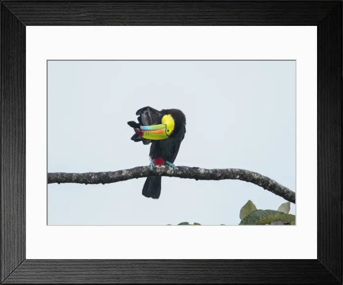 Framed Print : Picture No. 11807444 Framed Print : Picture No. 11807444