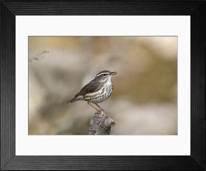 Framed Print : Picture No. 11807445 Framed Print : Picture No. 11807445