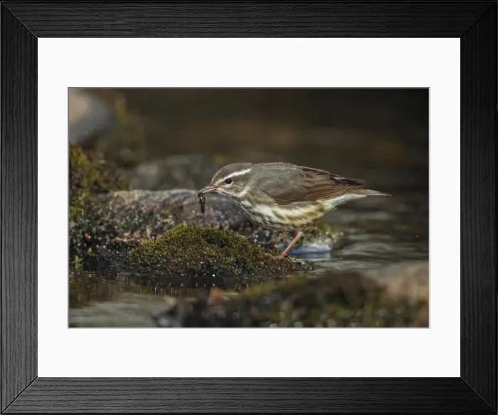 Framed Print : Picture No. 11807447