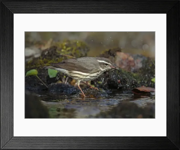 Framed Print : Picture No. 11807446 Framed Print : Picture No. 11807446