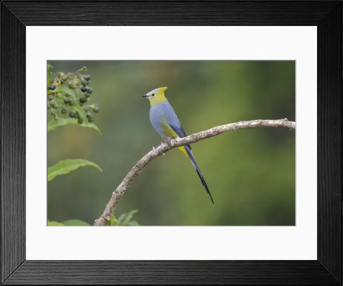 Framed Print : Picture No. 11807448 Framed Print : Picture No. 11807448