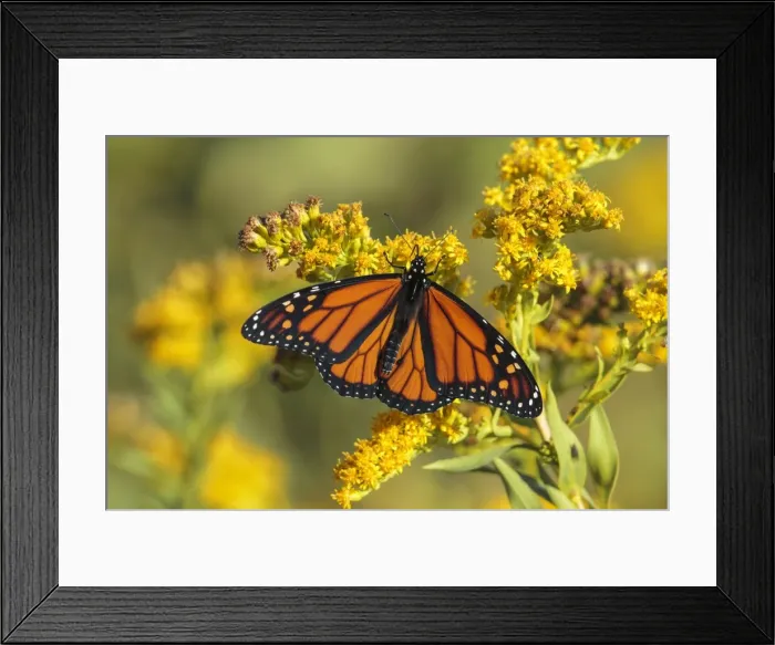 Framed Print : Picture No. 11807450 Framed Print : Picture No. 11807450