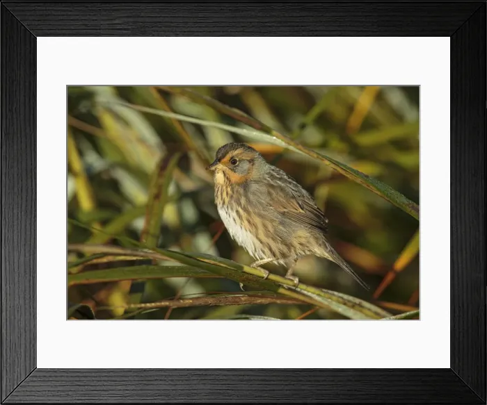Framed Print : Picture No. 11807452 Framed Print : Picture No. 11807452