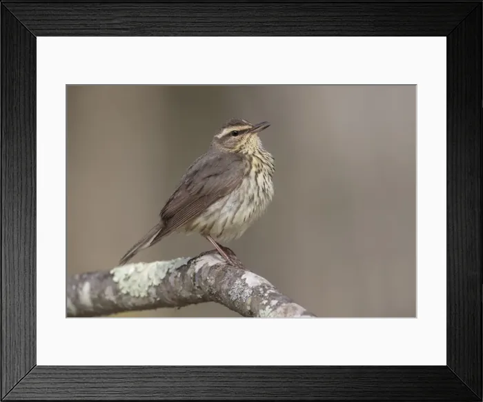 Framed Print : Picture No. 11807453 Framed Print : Picture No. 11807453