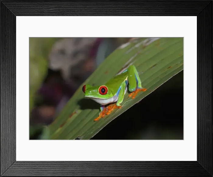 Framed Print : Picture No. 11807455 Framed Print : Picture No. 11807455
