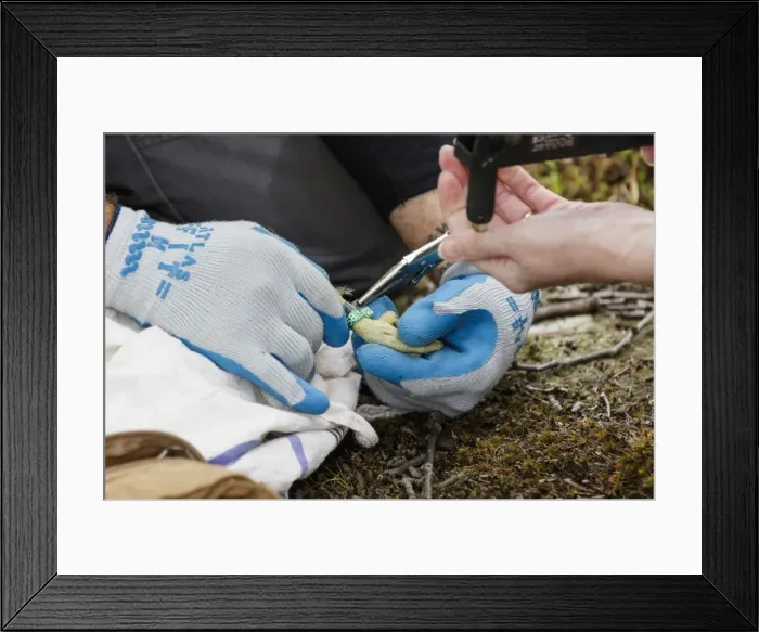 Framed Print : Picture No. 11807454 Framed Print : Picture No. 11807454