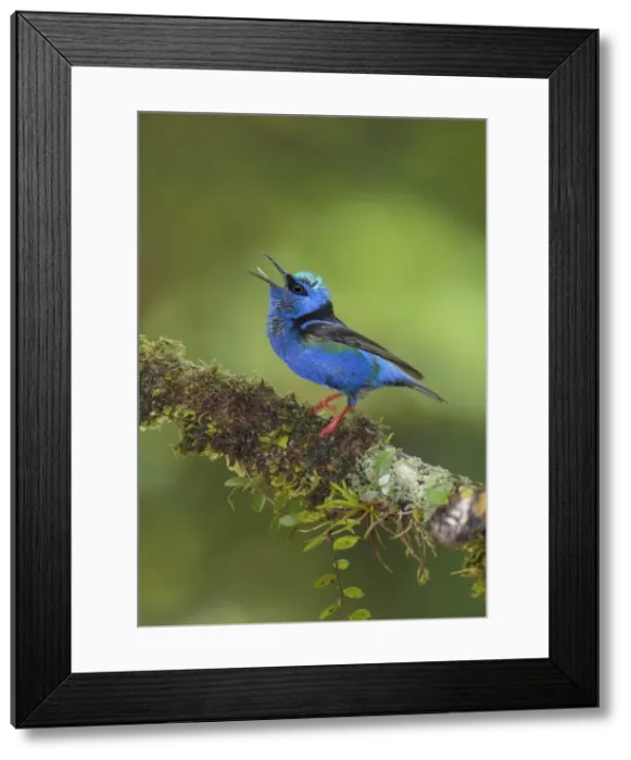 Framed Print : Picture No. 11807456