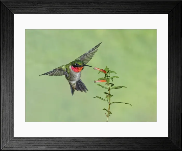 Framed Print : Picture No. 11807457 Framed Print : Picture No. 11807457