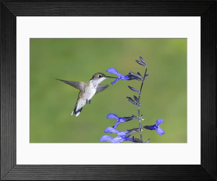 Framed Print : Picture No. 11807458 Framed Print : Picture No. 11807458