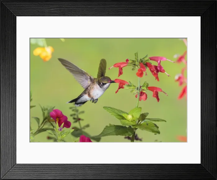 Framed Print : Picture No. 11807459 Framed Print : Picture No. 11807459