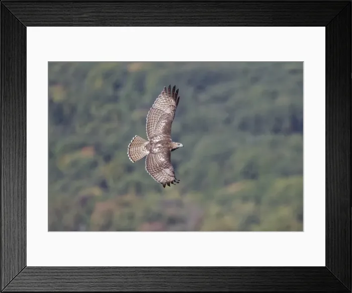 Framed Print : Picture No. 11807460 Framed Print : Picture No. 11807460
