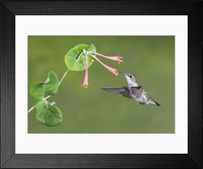 Framed Print : Picture No. 11807463 Framed Print : Picture No. 11807463
