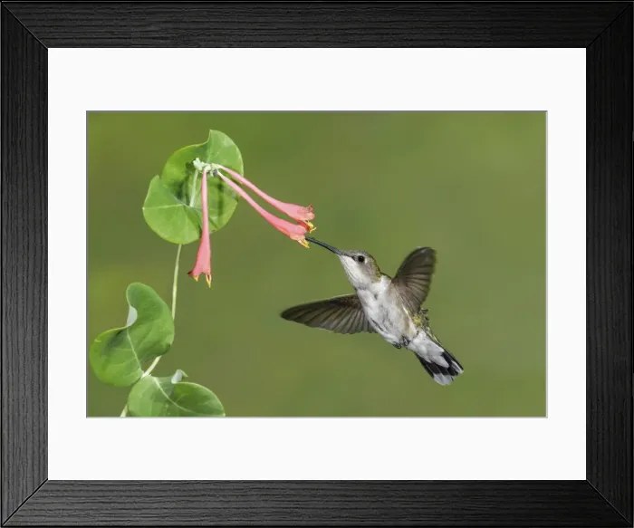 Framed Print : Picture No. 11807464 Framed Print : Picture No. 11807464