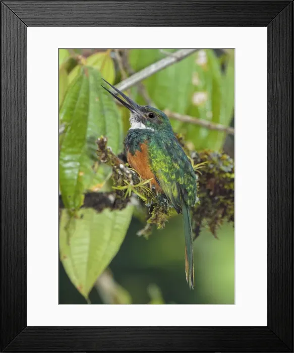 Framed Print : Picture No. 11807465 Framed Print : Picture No. 11807465