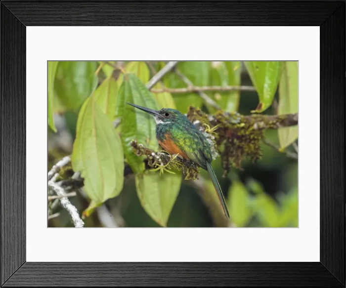 Framed Print : Picture No. 11807466 Framed Print : Picture No. 11807466
