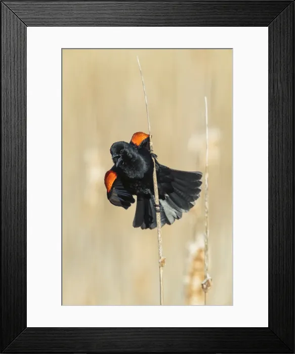 Framed Print : Picture No. 11807467 Framed Print : Picture No. 11807467