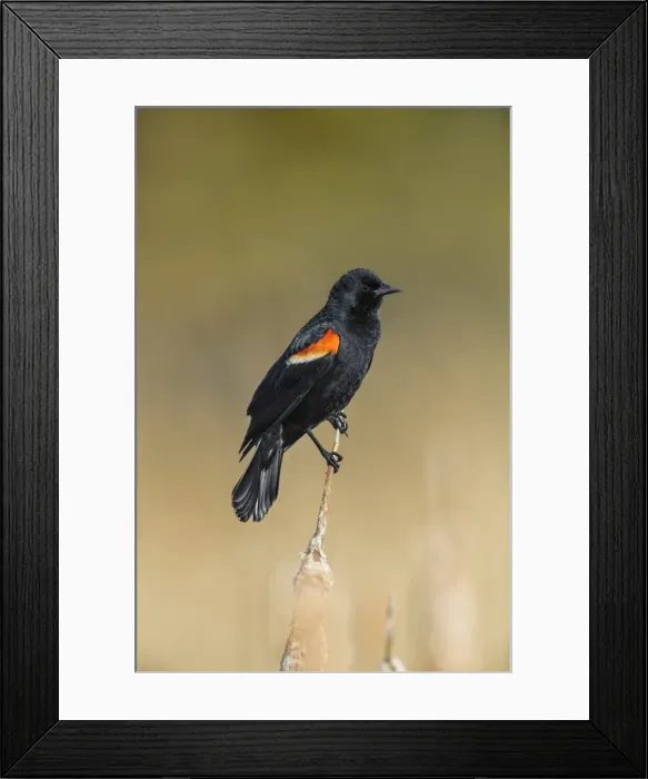 Framed Print : Picture No. 11807468 Framed Print : Picture No. 11807468