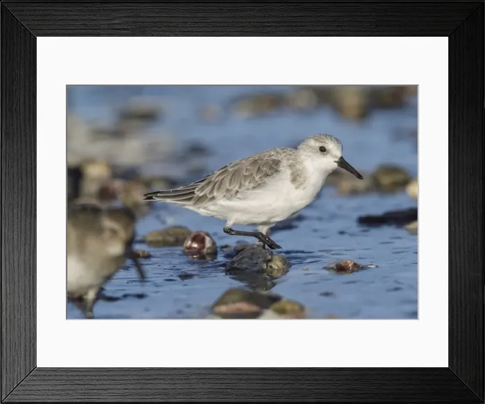 Framed Print : Picture No. 11807469 Framed Print : Picture No. 11807469