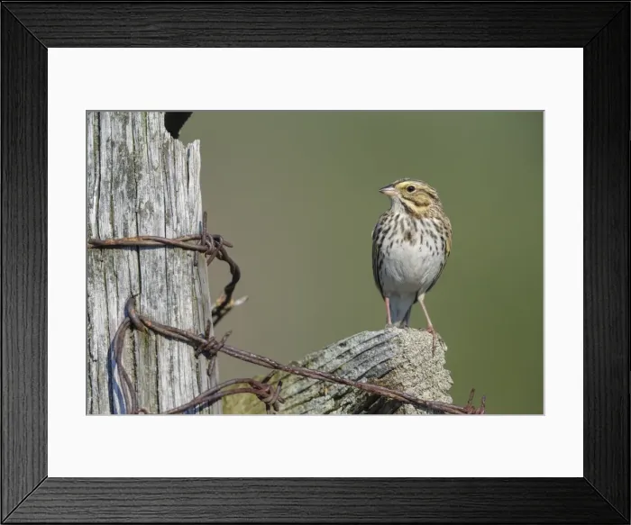 Framed Print : Picture No. 11807470 Framed Print : Picture No. 11807470