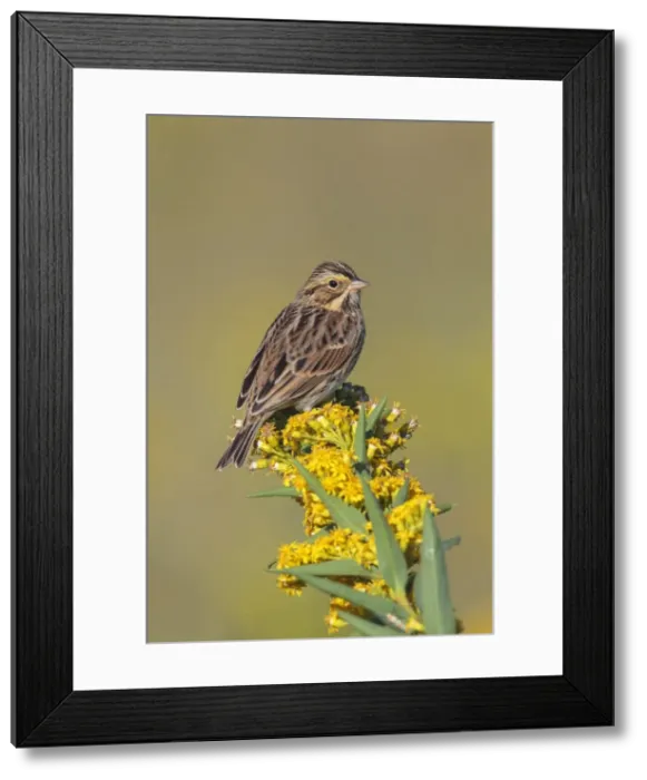 Framed Print : Picture No. 11807471 Framed Print : Picture No. 11807471
