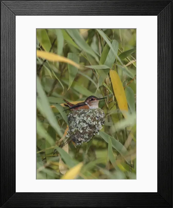 Framed Print : Picture No. 11807472 Framed Print : Picture No. 11807472