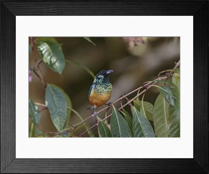 Framed Print : Picture No. 11807473 Framed Print : Picture No. 11807473
