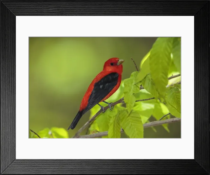 Framed Print : Picture No. 11807474 Framed Print : Picture No. 11807474