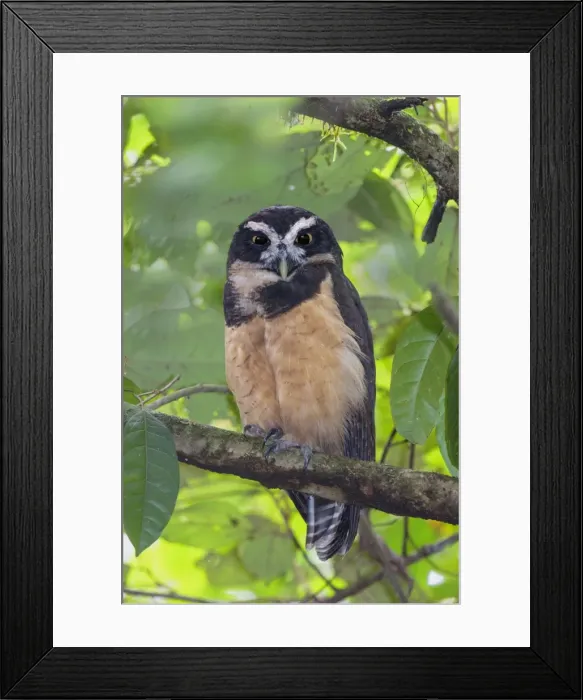 Framed Print : Picture No. 11807475 Framed Print : Picture No. 11807475