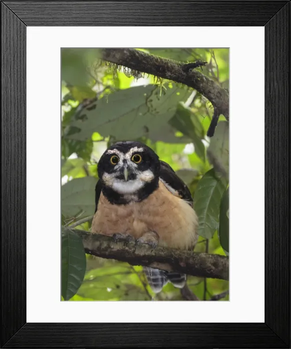 Framed Print : Picture No. 11807476 Framed Print : Picture No. 11807476