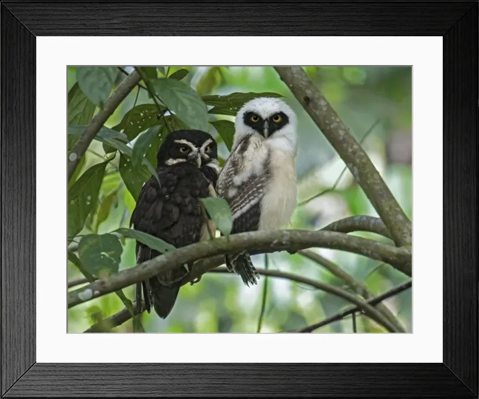 Framed Print : Picture No. 11807477 Framed Print : Picture No. 11807477