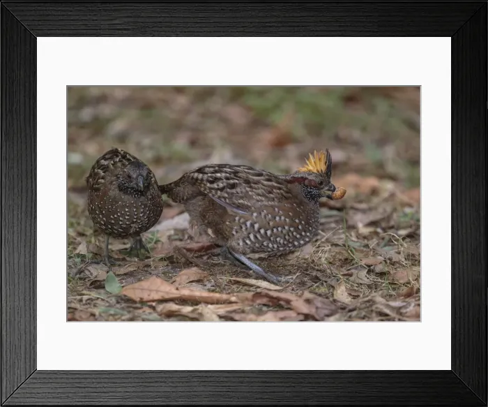 Framed Print : Picture No. 11807478 Framed Print : Picture No. 11807478
