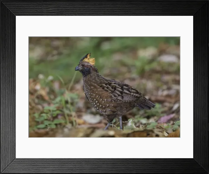Framed Print : Picture No. 11807479 Framed Print : Picture No. 11807479