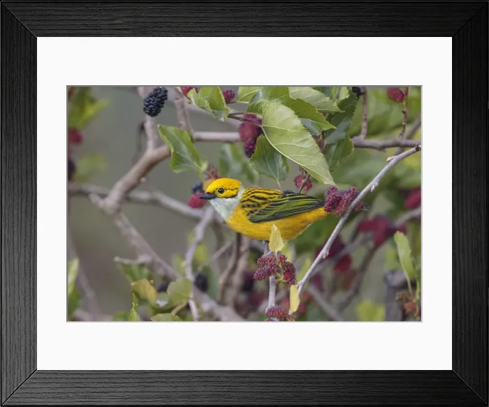 Framed Print : Picture No. 11807480 Framed Print : Picture No. 11807480