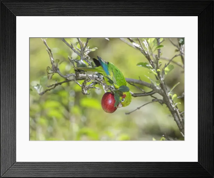 Framed Print : Picture No. 11807481 Framed Print : Picture No. 11807481