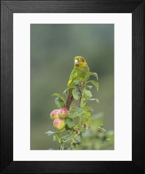 Framed Print : Picture No. 11807482 Framed Print : Picture No. 11807482