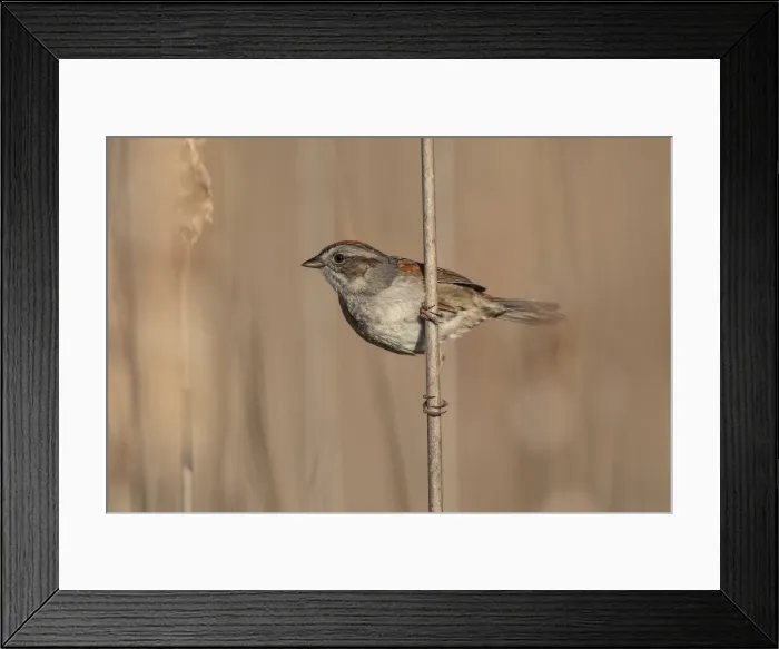 Framed Print : Picture No. 11807483 Framed Print : Picture No. 11807483