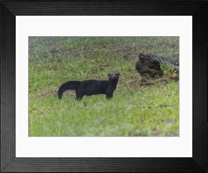 Framed Print : Picture No. 11807485 Framed Print : Picture No. 11807485