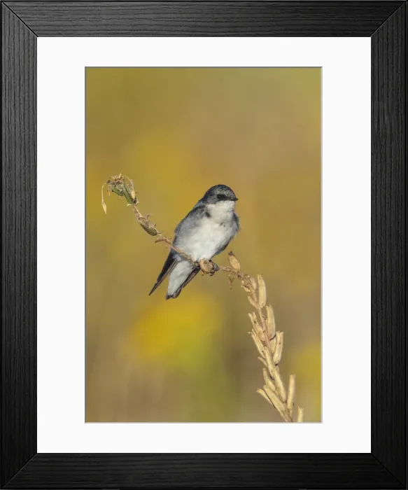 Framed Print : Picture No. 11807484 Framed Print : Picture No. 11807484